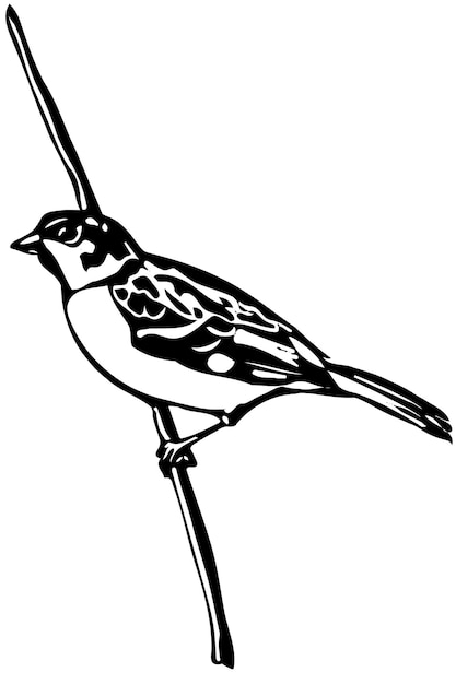 Little bird on a branch sparrow