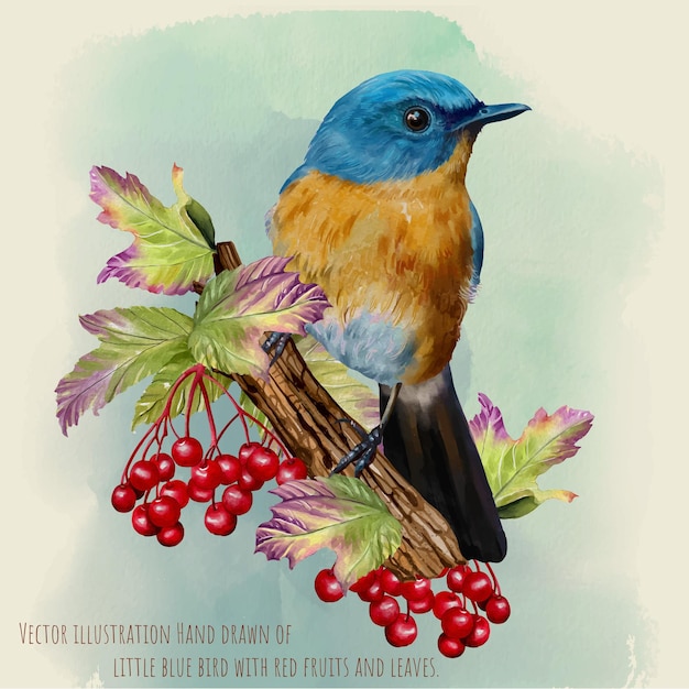 Vector little blue bird with red fruits