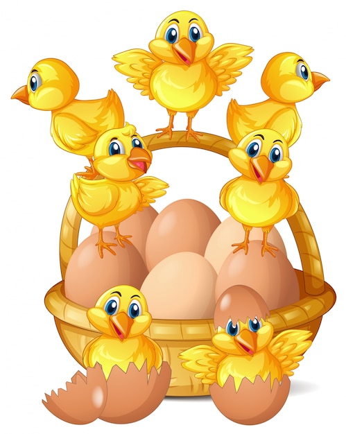 Vector little chicks and eggs in basket