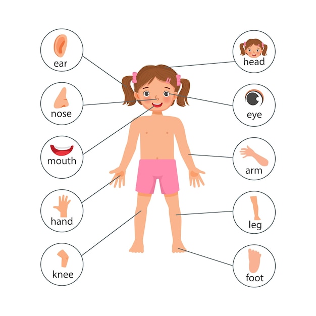 little girl illustration poster of human body parts with diagram text label chart for education