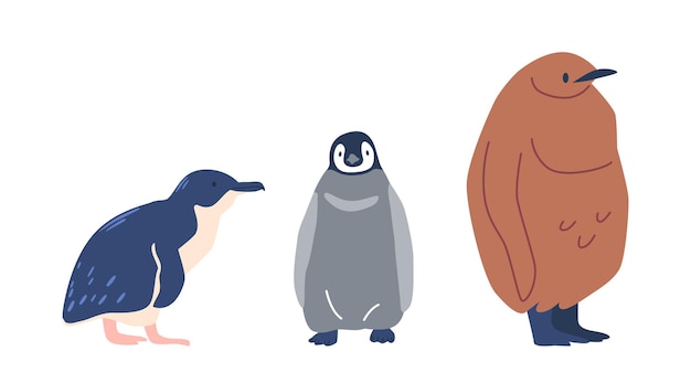 Vector little penguin or blue penguin are the smallest penguin species fluffy penguin are an endearing term for their adorable appearance while king penguins are larger with striking orange markings