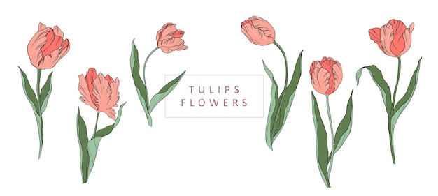 Live vector illustratie tulpen stel silhouet contour bloemblaadjes bladeren zomer lente plantkunde clipart wo