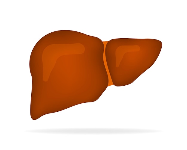 Liver anatomy structure Digestive gallbladder organ Vector illustration