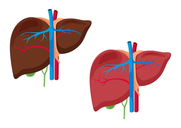 肝臓の解剖学構造白い背景のベクトル図に分離された肝臓器官