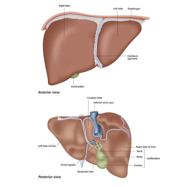 Vettore anatomia del fegato