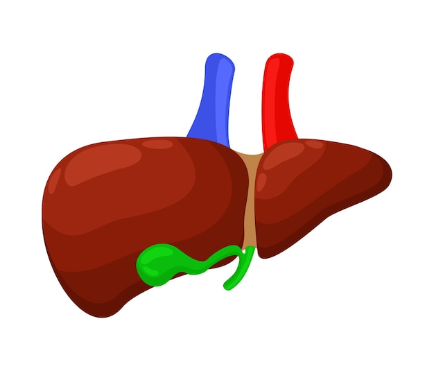 Liver and gall bladder Vector isolated illustration