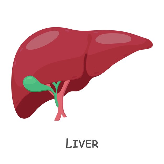 Vector liver of human cartoon design isolated vector