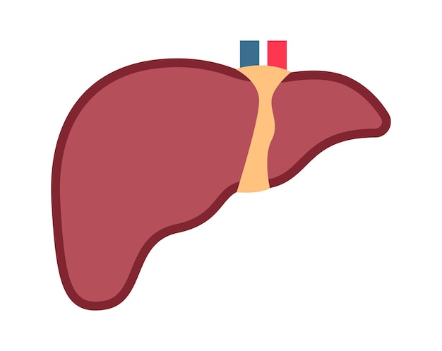 Illustrazione di vettore dell'organo umano del fegato