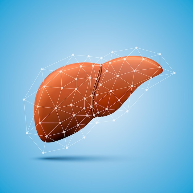 Vector liver sign medical object art. vector illustration