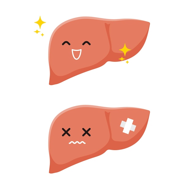 Liver