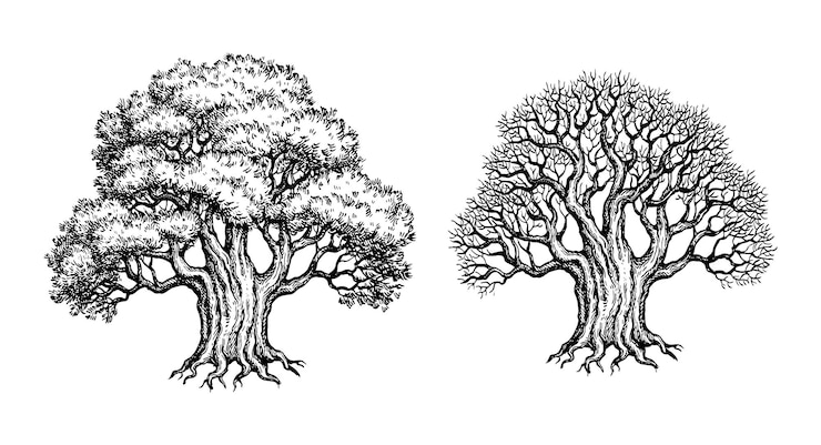 Vector living and withered yew trees