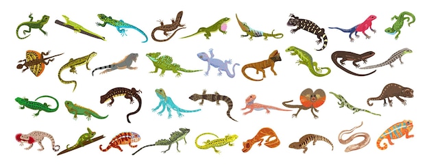 Vettore le icone della lucertola hanno impostato il vettore del fumetto gecko del camaleonte