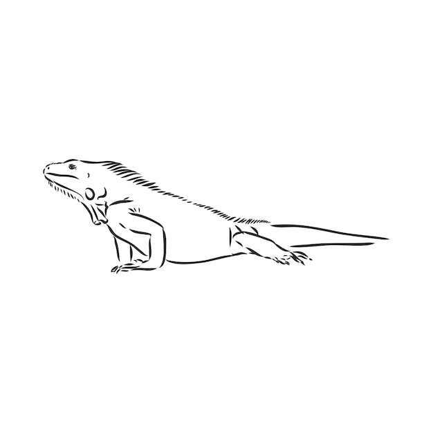 Iguana lucertola isolata rettile bianco e nero illustrazione vettoriale disegno a mano realistico