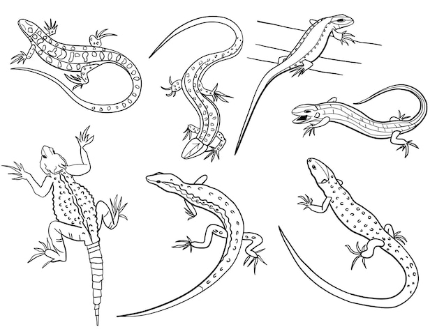 Vector lizard outline silhouette set vector illustration isolated on white