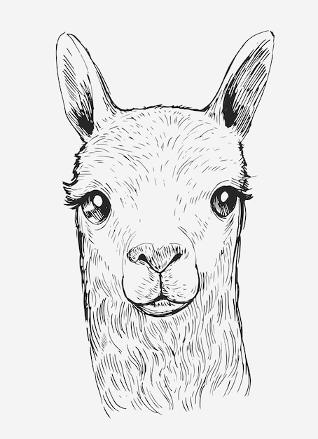 Llama's head. Hand drawn illustration Isolated on white