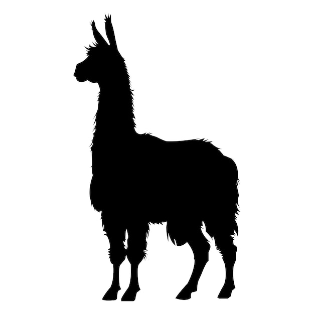 A Llama Silhouette on White Background