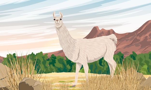 Vector a llama walks along a sandy road at the foot of a mountain range domesticated animals