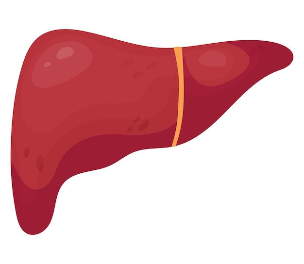 Lliver organo umano del tratto gastrointestinale in stile cartoon piatto concetto di anatomia