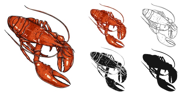 Vector lobster  by hand drawing.