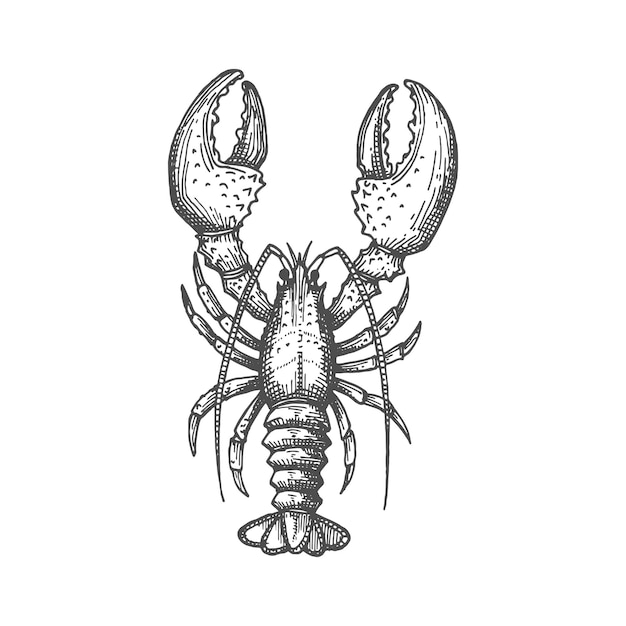 Lobster crustacean with big claws isolated sketch