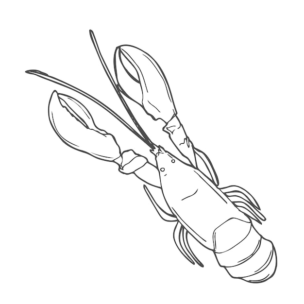 Lobster hand drawn outline doodle icon Vector sketch illustration of healthy seafood