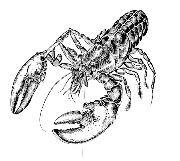 Vector lobster hand drawn sketch in doodle style illustration