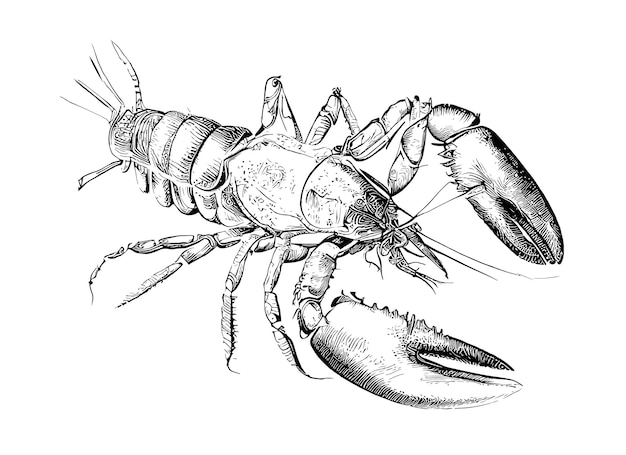 Lobster Drawing Images  Free Download on Freepik