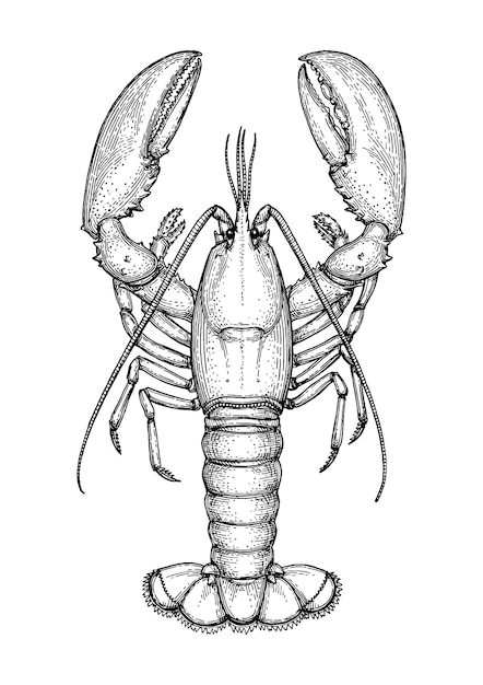 Vector lobster. vintage style ink drawing.