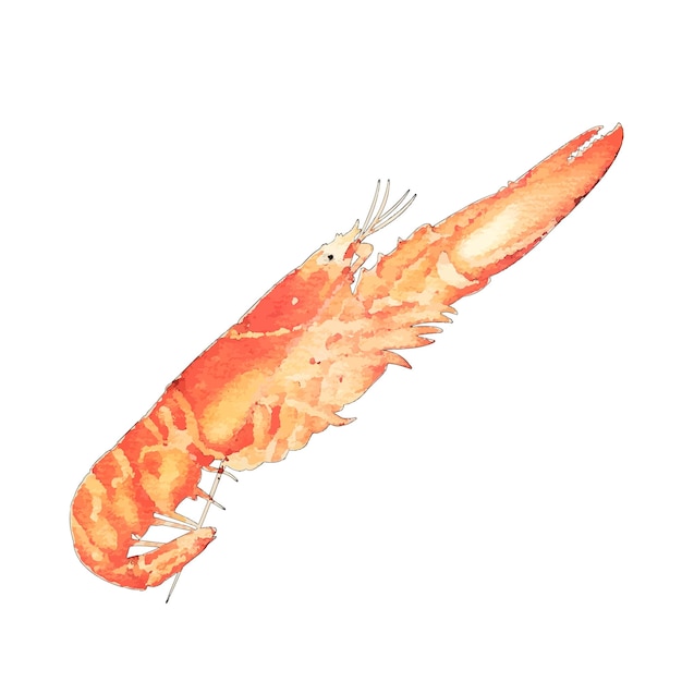 Vector lobster watercolor vector illustration