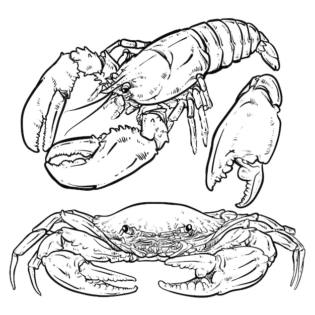 ベクトル 白い背景に爪を持つロブスター