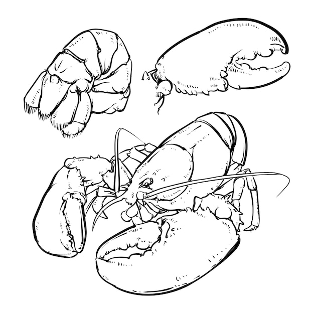 Lobster with claws sketch