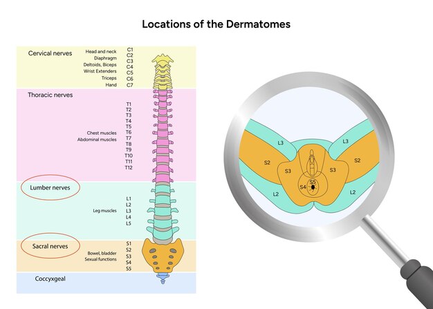 Vector location of the dermatomes