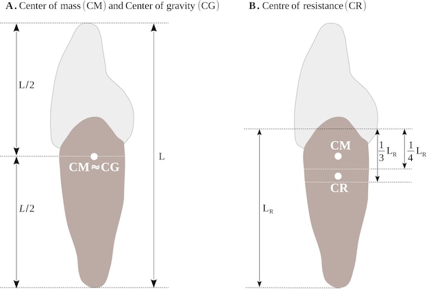 Vector locations of the centers of mass, gravity and resistance of the tooth