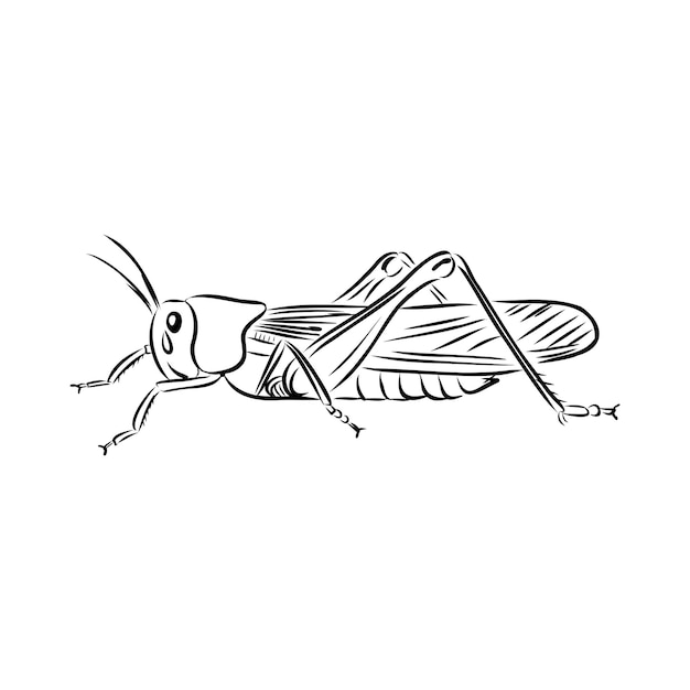 Vector locust contour sketch isolated on white background vector