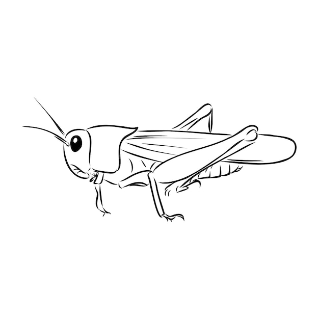 Locust contour sketch isolated on white background vector