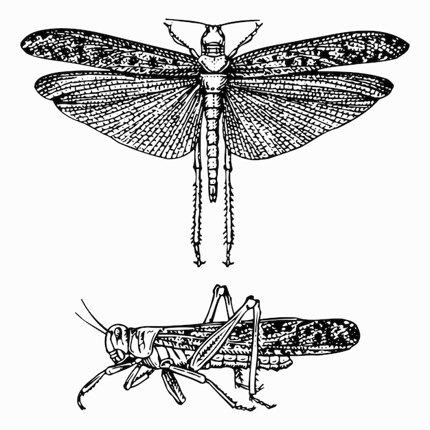 Vector locust schistocerca gregaria