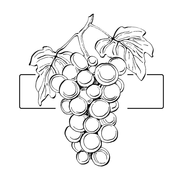 Vector logo grape emblem