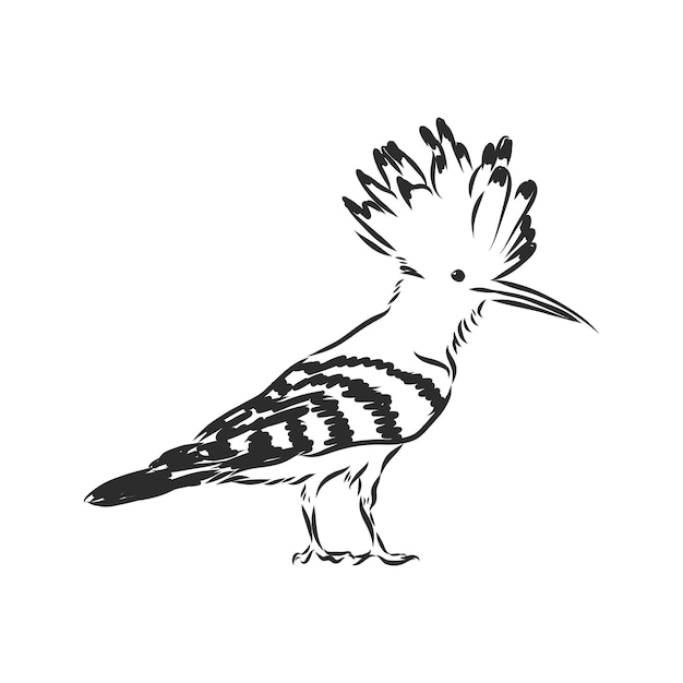 Logo hoopoe upupa epops  Bird vector illustration