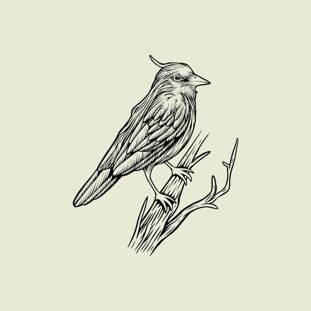 logo illustration hand drawing bird vintage vector