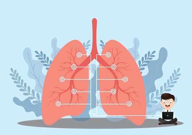 Long anatomie infographic