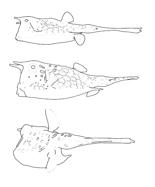 Doodle di schizzo lineare di pesce coda lunga impostato