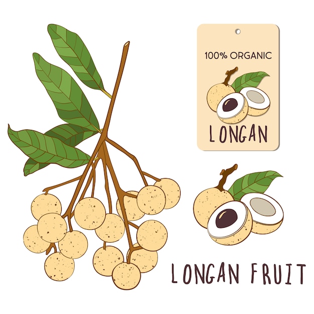 Vettore longan set colorato. illustrazione disegnata a mano della frutta vietnamita tropicale. ramo, composizione ed etichetta.