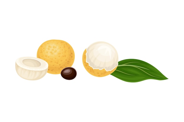 Longan Exotic Circular Fruit with Thin Leathery Peel and Translucent Flesh Vector Illustration