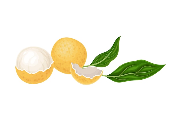 Longan Exotic Circular Fruit with Thin Leathery Peel and Translucent Flesh Vector Illustration