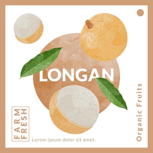 Modelli di design per imballaggi di frutta longan illustrazione vettoriale in acquerello