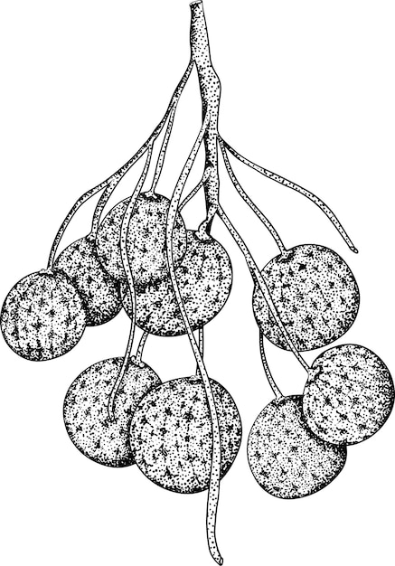 Longan vector hand drawing set tropical fruit illustration Engraved dimocarpus longan fruit