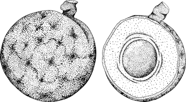 ロンガンのベクトル手描きセット 熱帯果物のイラスト 刻されたディモカルプスロンガンの果物