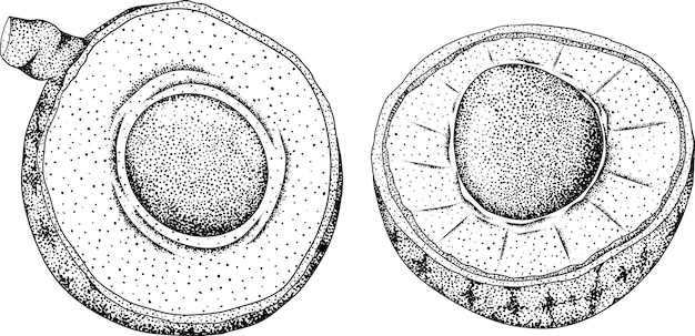 Longan vector handtekening set tropische fruit illustratie gegraveerde dimocarpus longan fruit