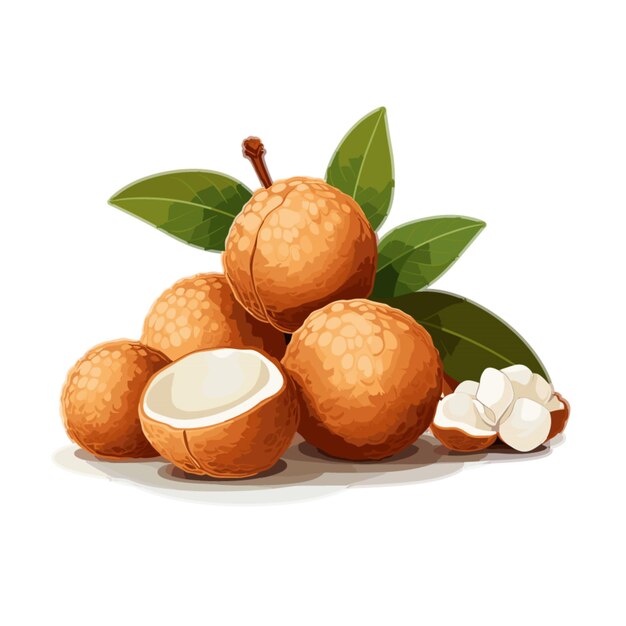 Vector longan vector on white background