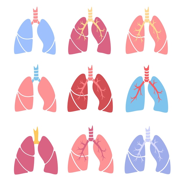 Longen anatomie, ziekte van de luchtwegen. diagnose van tuberculose, longontsteking en astma.